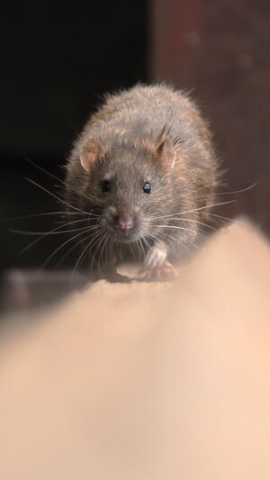 Un rat marchant sur un bout de bois.
