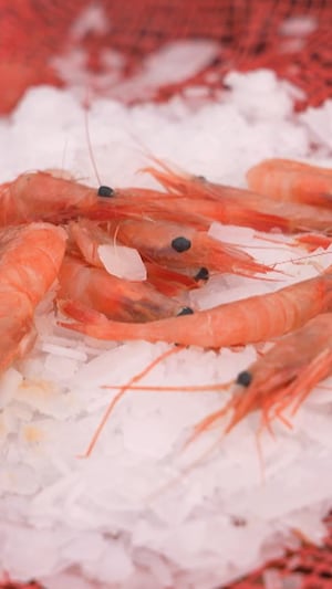 Des crevettes roses sur la glace.