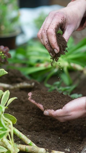 Une personne jardine en vérifiant de la terre.