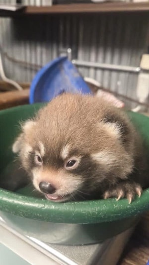 Bébé panda roux sur une balance au zoo