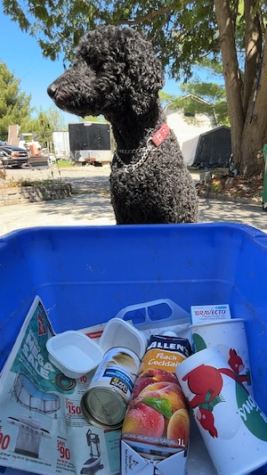 Un bac de recyclage bleu avec un chien assis devant et un individu qui lance des objets dans le bac.