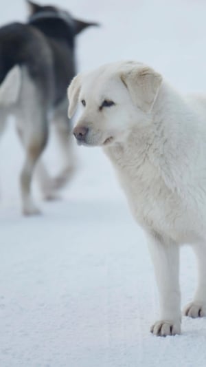 La communauté d’Unamen Shipu prévoit d'abattre des chiens errants sur son territoire. Le conseil de bande dit avoir pris cette décision après qu’au moins une vingtaine de résidents de la communauté ont été attaqués au cours de la dernière année. 
