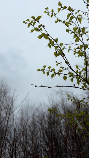 Depuis lundi, on grelotte sur la Côte-Nord. Si plusieurs résidents se lamentent, Environnement Canada confirme que les températures enregistrées sont dans les normales saisonnières. Par contre, les précipitations, elles sont bien au-dessus de la moyenne.