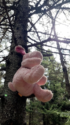 Sur les réseaux sociaux, la vidéo d’une citoyenne se plaignant des décorations accrochées aux arbres du parc Holliday à Sept-Îles suscite de vives réactions.