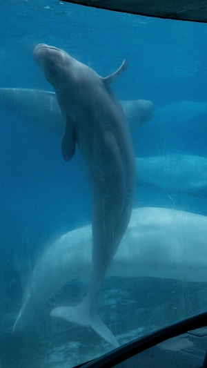 Des bélugas dans un des aquariums de Marineland.