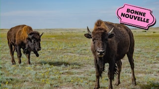 Deux bisons et une illustration de sticker qui dit "Bonne nouvelle"