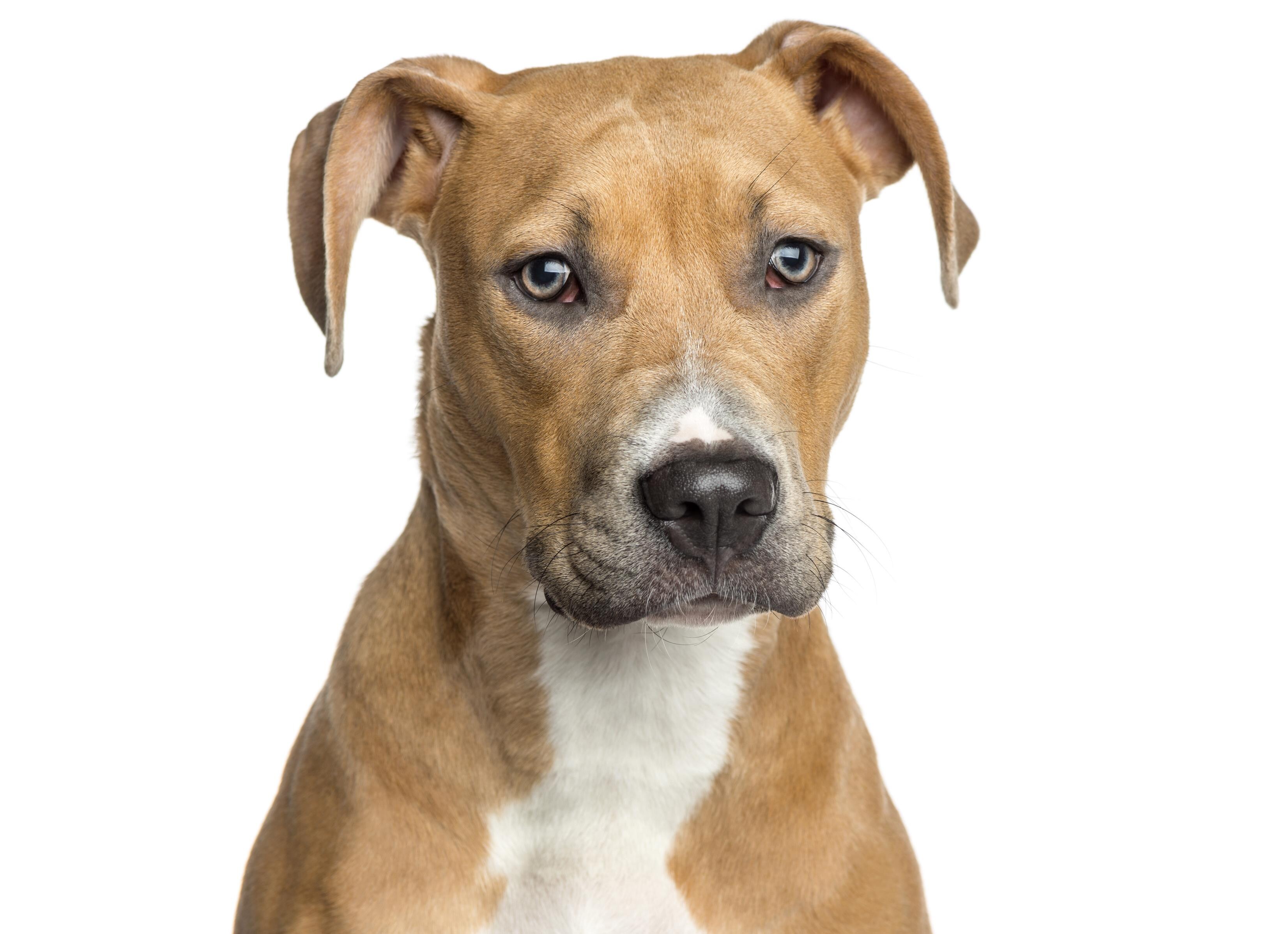 Chiens Interdits La Politique Controversée Dun Parc Canin