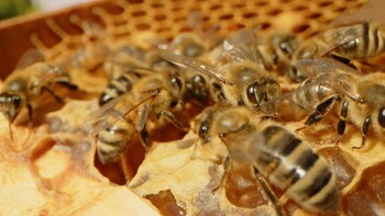 Zoom sur des abeilles dans une rûche.