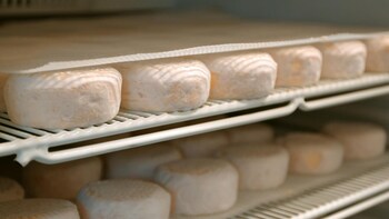 Plusieurs fromages alignés dans un réfrigérateur.
