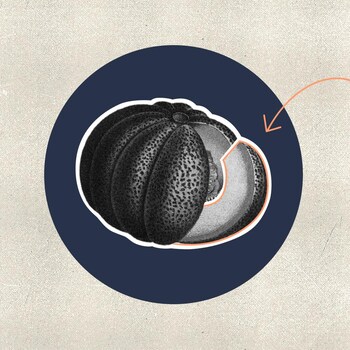 Un melon dans un cercle de couleur marine, ainsi qu'une découpe de François Pageau, réfléchissant, la tête soulevée et la main au menton.