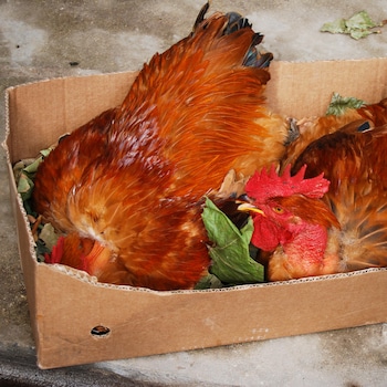 Deux poulets vivants dans une boite de carton.