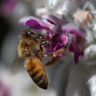 Une abeille pollinise une fleur.