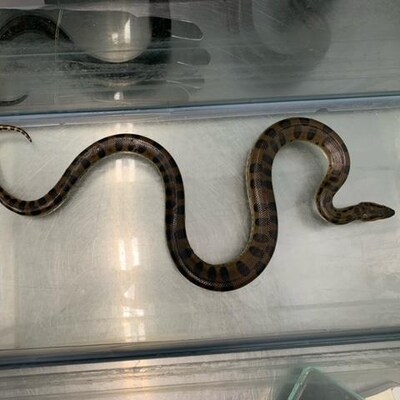 Un long serpent dans un aquarium.
