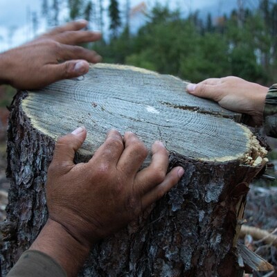 Un tronc d'arbre coupé et trois mains dessus.