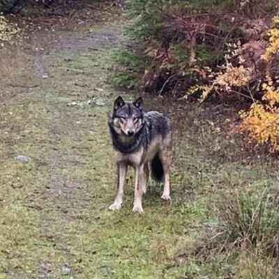 Un chien-loup est debout sur un sentier 