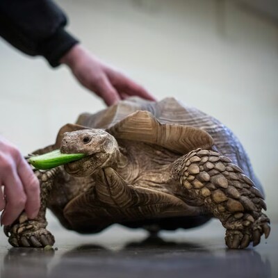 Une tortue sillonnée grignote un aliment vert près d'un humain. 