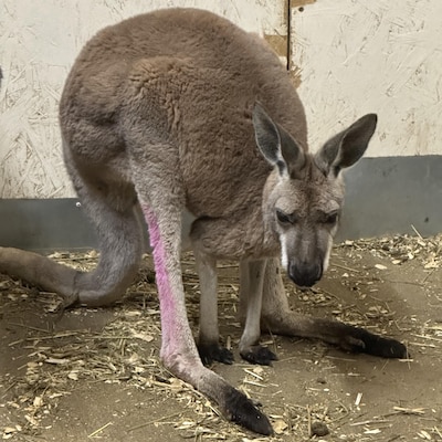 Le kangourou dans un enclos.