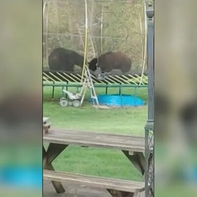 Deux ours se battent sur un trampoline. 
