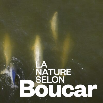 Vue aérienne de cinq bélugas dans l'eau.