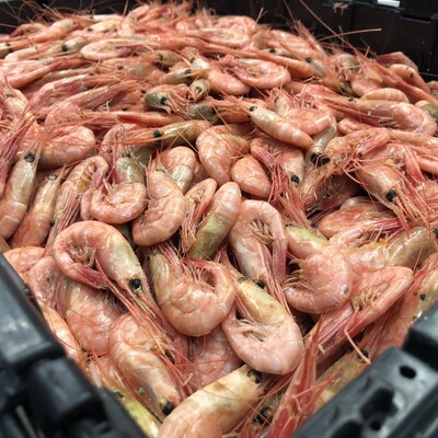 Des crevettes rosées dans un bac de transport.