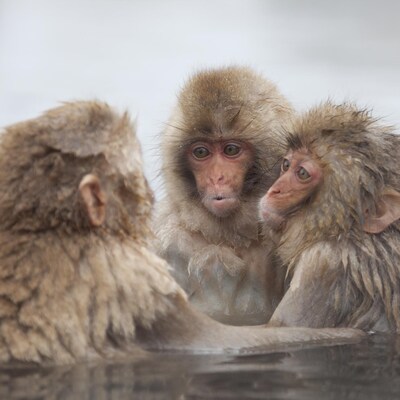 Des macaques japonais profitent d'une source thermale.