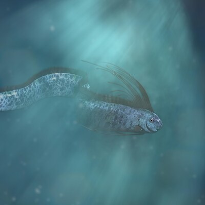 Illustration d'un régalec, un rare poisson qui peut faire plus de 11 mètres de long.
