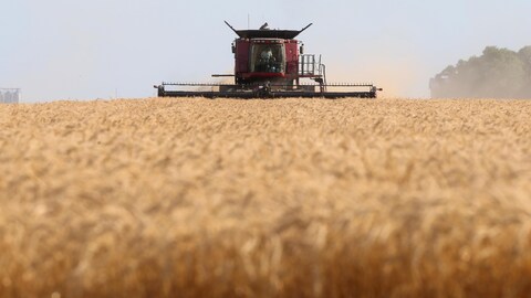Una máquina de cosechar trigo.