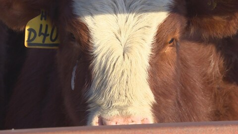 Plan serré de la tête d'un boeuf vu de face.
