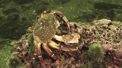 Un crabe en train de se nourrir.