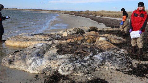 Trois scientifiques examinent un amas de matière organique sur la plage.