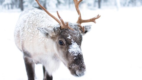 Un jeune caribou au pelage blanc et brun, recouvert partiellement de neige 