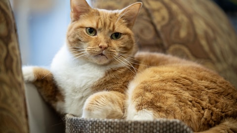 Un chat sur un divan