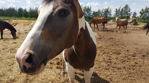Des chevaux Des chevaux
