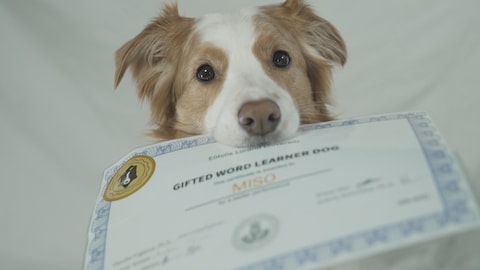 Un chien tient un certificat dans sa gueule. 