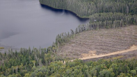 Coupe forestière bordant une étendue d’eau. Une mince lisière d’arbres est demeurée intacte.
