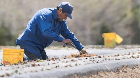 A man plants strawberries on a farm.