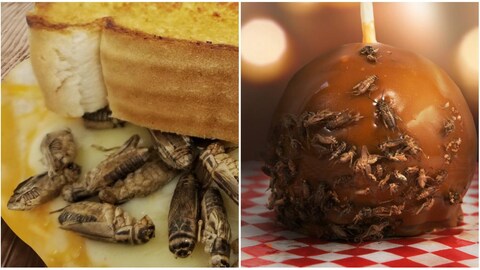 À droite: un gros plan sur un sandwich garni de fromage fondu et de criquets. À gauche: une photo d'une pomme recouverte de caramel et parsemée de criquets À droite: un gros plan sur un sandwich garni de fromage fondu et de criquets. À gauche: une photo d'une pomme recouverte de caramel et parsemée de criquets