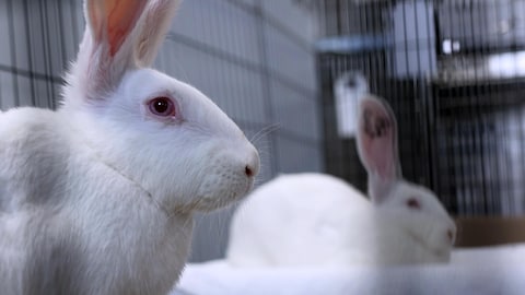 Deux lapins dans une cage.
