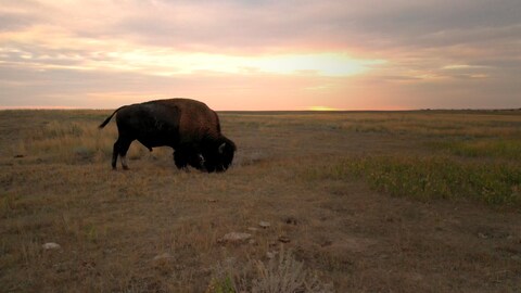 Les Wigness font l’élevage du bison, une espèce essentielle pour la sauvegarde de l’écosystème des prairies.