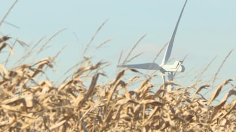 Éolienne dans un champ de maïs