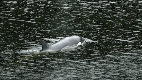 L'orque coincée dans un lagon de Zeballos, sur l'île de Vancouver, le 12 avril 2024. 