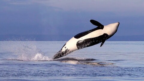 Una ballena orca
