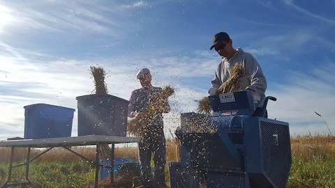 Des semences sont collectées par deux hommes à la ferme expérimentale d'Agriculture Canada à Saskatoon. 