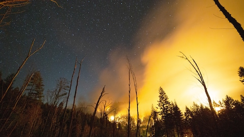 Des flammes illuminent un ciel étoilé en forêt.