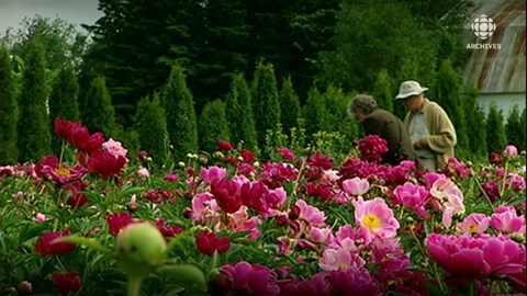 Deux personnes dans un champ de pivoines roses.