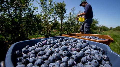 Blueberries.