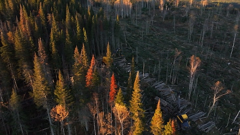 Une forêt en train d'être abattue.