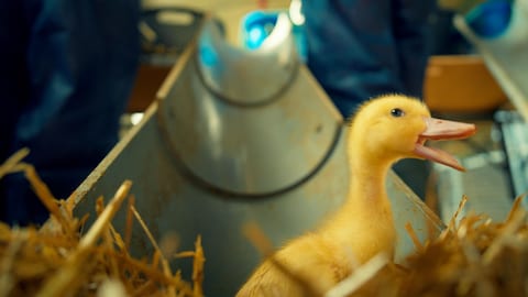 Un petit canard, le bec ouvert, au pied d'une glissoire.