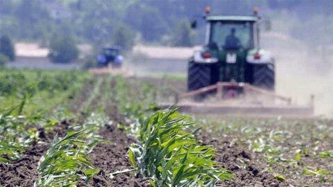 Un tracteur dans un champ de céréales.