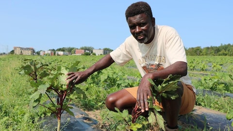 A man shows the plants growing in a crop.